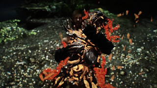 skyrim Female monster Spriggan Matron porn